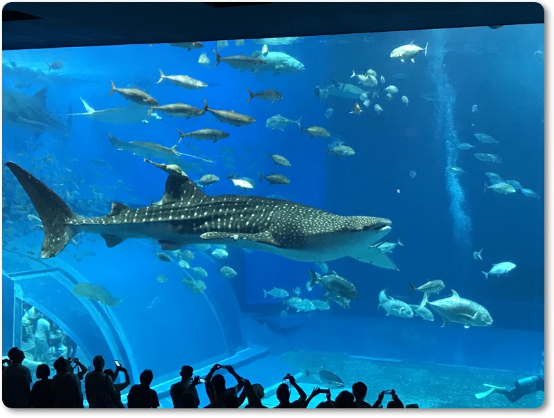 沖縄 男の一人旅。美ら海水族館に行ってきた。見どころやお土産の穴場も紹介。