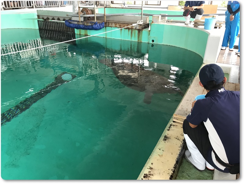 美ら海水族館でマナティの餌やり体験！実際にマナティにも触れてビックリ！